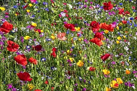 wild flower meadow seed
