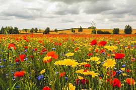 wild flower meadow seed