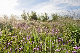 wild flower meadow seed